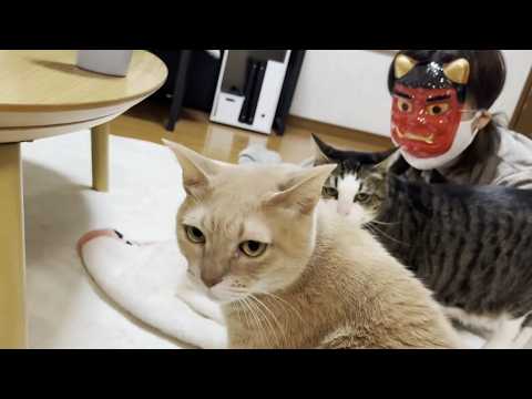 お母さんに塩対応だった猫が「おやつ」の一言で甘えモードに(YouTube)