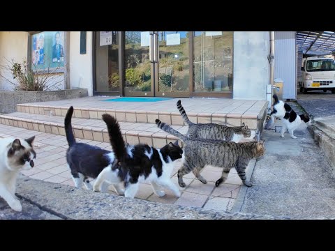港に集まった猫たちと中腹の集会所に行ってきた(YouTube)