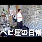 爬虫類イベントから帰ってきた150匹の蛇たちをお家に戻します(YouTube)