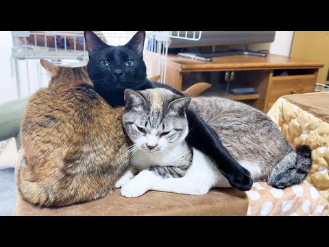 お仕事を終えて帰宅するとそこには勇敢すぎる黒猫君がいました(笑)(YouTube)