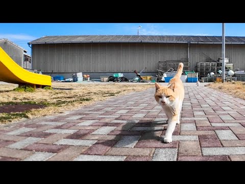 子供たちがいない隙きに公園に遊びにきた島の猫(YouTube)