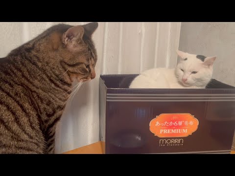 本気で嫌われてる事に気づいてない猫(YouTube)