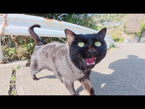 可愛い声で話し掛けてくるのに、モフると噛んでくる黒猫ちゃん(YouTube)