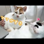 ママの膝の上にチロトロが甘えに来ました！！！(YouTube)