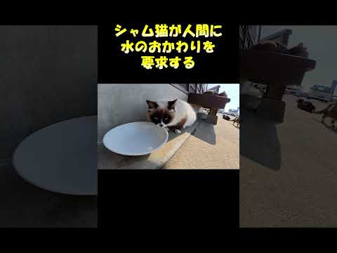 シャム猫が人間に水のおかわりを要求する #猫 #cat #ネコ(YouTube)