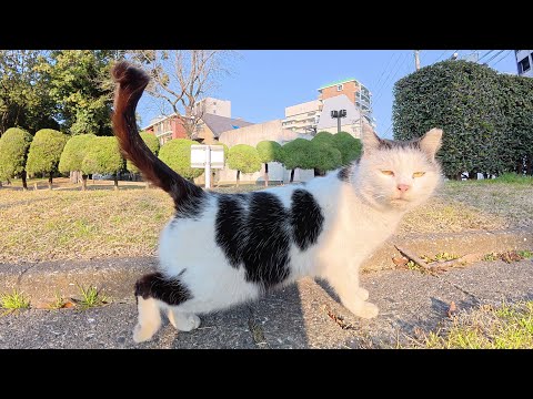 前髪パッツンのブチ猫ちゃんをモフると喜んでくれた(YouTube)