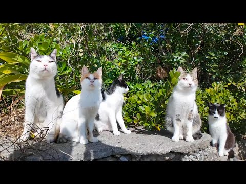 海辺の猫ちゃん達、石段の上に集まってきた(YouTube)