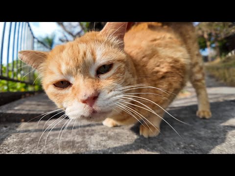 公園の茶トラ猫ちゃん背中を撫でるとペロペロしてカワイイ(YouTube)