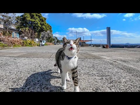 漁港を歩いていると猫がモフられに歩いてきた(YouTube)