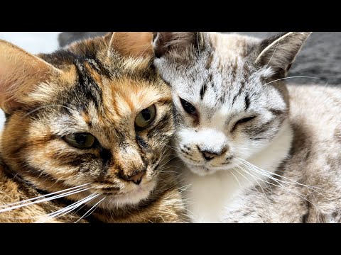 遊びたくてたまらない猫ですが幸せ空間を見るとこうなります(YouTube)