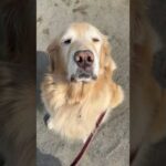 何かを伝えたいキッカ(YouTube)