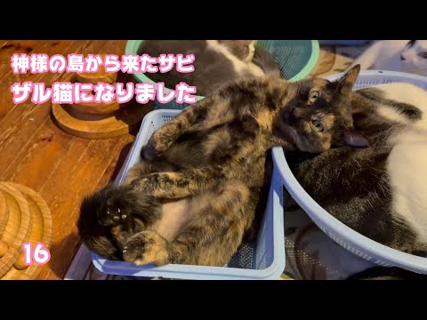 ザル猫にゃん 神様の島から来たサビ猫  ハナ  2025 02 11 1(YouTube)