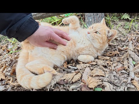 お腹丸出しで甘えてくるクリーム猫をひざの上にのせる(YouTube)