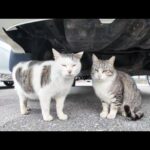 【今週のボツ動画】沖縄南部で撮った未公開動画まとめて公開-unreleased video of this week-2025/2/2w(YouTube)