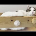散歩に行けずムシャクシャして一本橋を渡る猫(YouTube)