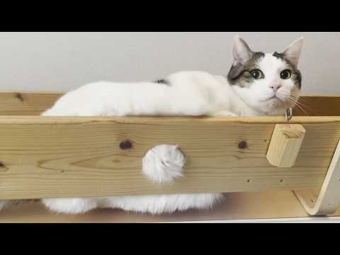 散歩に行けずムシャクシャして一本橋を渡る猫(YouTube)