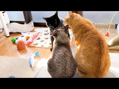 みんなにペロペロされてわかりやすい幸せポーズな姫猫(YouTube)