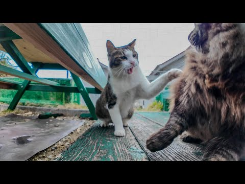 アイスクリーム屋さんのベンチで寝ている猫(YouTube)