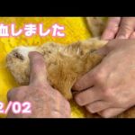 採血しました  コジロー   2025 02 27 2(YouTube)