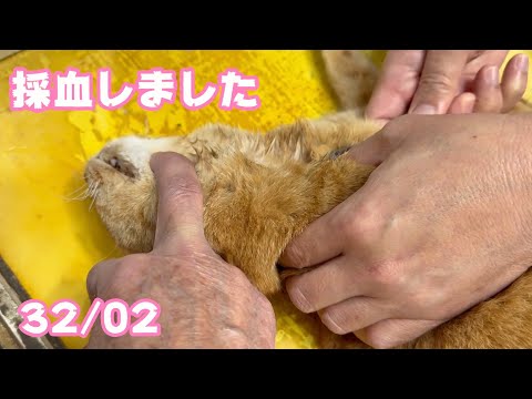 採血しました  コジロー   2025 02 27 2(YouTube)
