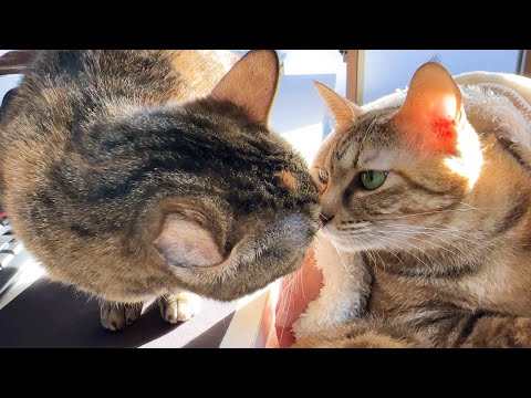 背後に危険が…勘違いしたお姉ちゃん猫の行動が可愛すぎました(YouTube)