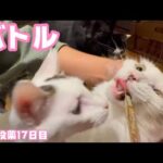バトル  FIP投薬17日目 セナ＆ネオ  2025 02 12 1(YouTube)