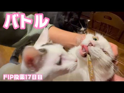 バトル  FIP投薬17日目 セナ＆ネオ  2025 02 12 1(YouTube)