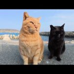 太った茶トラ猫と黒猫の仲良しコンビが競うように甘えてきた(YouTube)