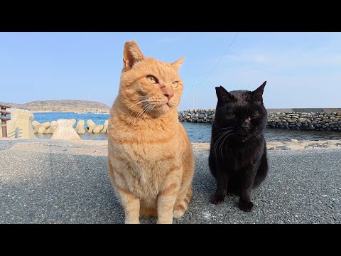 太った茶トラ猫と黒猫の仲良しコンビが競うように甘えてきた(YouTube)
