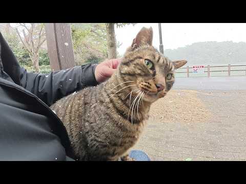 雪の中、猫が「ひざで暖めてくれー！」と大きな声で要求してきた(YouTube)