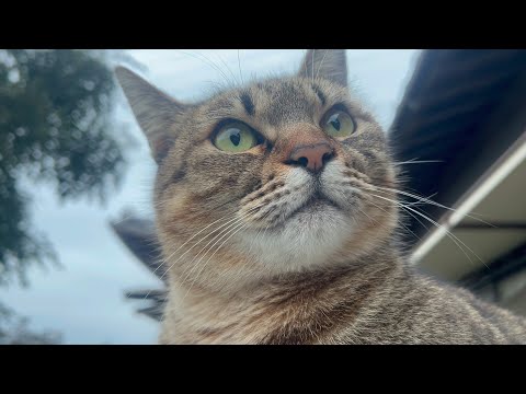 やる気だけは誰よりありそうな猫(YouTube)