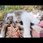 キジシロ猫をモフりに行くと、体をビヨーンと伸ばしてお出迎えしてくれた(YouTube)