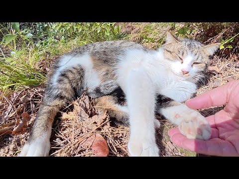 キジシロ猫をモフりに行くと、体をビヨーンと伸ばしてお出迎えしてくれた(YouTube)