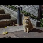 呑み屋街を食べ歩いて公園の家に帰る猫(YouTube)