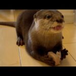寒すぎて部屋の中でカワウソと散歩をするもカワウソに引っ張られる！？ 笑 Take a walk with an otter, but the otter pulls you away! LOL!(YouTube)
