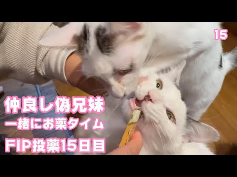 偽兄妹一緒に仲良くお薬タイム  FIP投薬15日目  セナ＆ネオ   2025 02 10 1(YouTube)
