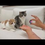 猫たちの前で練習したマジックを披露してみたらリアクションが可愛すぎましたwww(YouTube)
