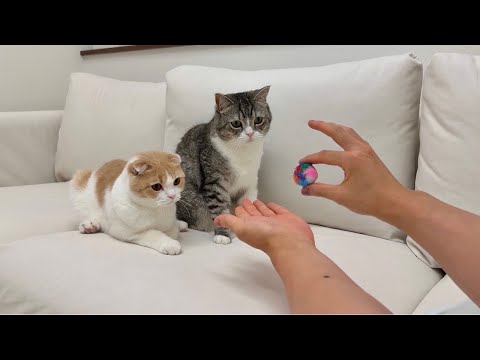 猫たちの前で練習したマジックを披露してみたらリアクションが可愛すぎましたwww(YouTube)