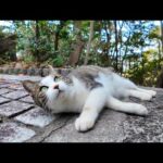 海辺の神社で猫に境内の裏を案内して貰った(YouTube)