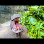 カバに大量の葉っぱを一気にあげると…？【大根葉】(YouTube)
