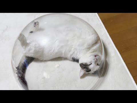 口を開けて爆睡する豆大福にちゅーるの匂いを嗅がせてみたところ(YouTube)