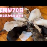 FIP投薬残り70日 全く通常の生活に戻っています  セナ＆ネオ  2025 02 09 2(YouTube)