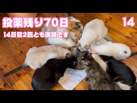 FIP投薬残り70日 全く通常の生活に戻っています  セナ＆ネオ  2025 02 09 2(YouTube)