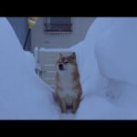 待ってるの？大好きなパパが旅立った初日。柴犬の見せた切ない表情に心奪われる。(YouTube)