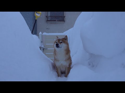 待ってるの？大好きなパパが旅立った初日。柴犬の見せた切ない表情に心奪われる。(YouTube)