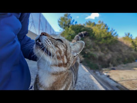 防波堤の階段に座っていたら現れた猫二人組、一方は撫でられ好き、もう一方はちょいビビり(YouTube)