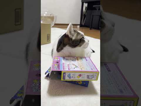 ちょっと見栄を張ってしまいました(YouTube)