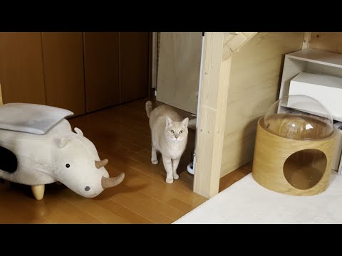 息子と娘と遊びたくてウロウロ、ウロウロする猫(YouTube)