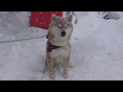 明日パパが２週間海外へ‥柴犬はあの子との共同生活へ。(YouTube)