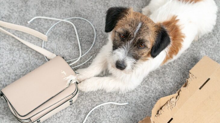 犬が『部屋の物を壊してしまう』4つの心理　暴れてしまう理由から対処法までご紹介(ブログ)